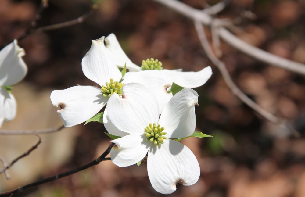Dogwood Blooms